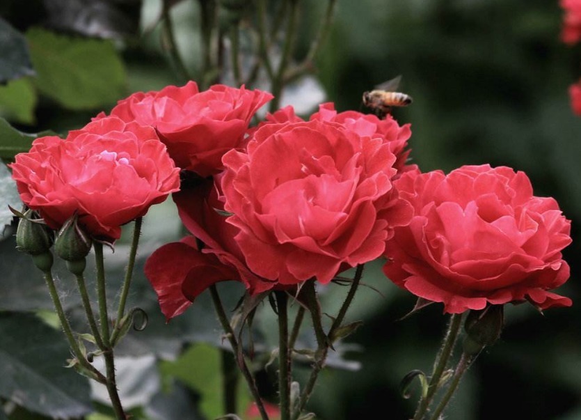 养护月季，还用黄豆水试试这“2种肥”，开花又大又漂亮