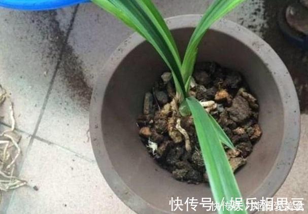 松塔|营养土不用买，2种“垃圾”丢盆里，养啥都旺，不怕板结很透气！