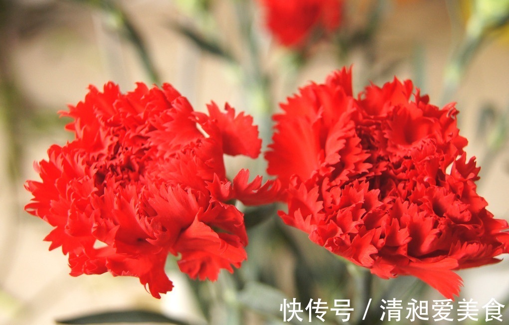 此花所代表的是不朽的母爱，是尊敬和关怀的花，是素雅的花