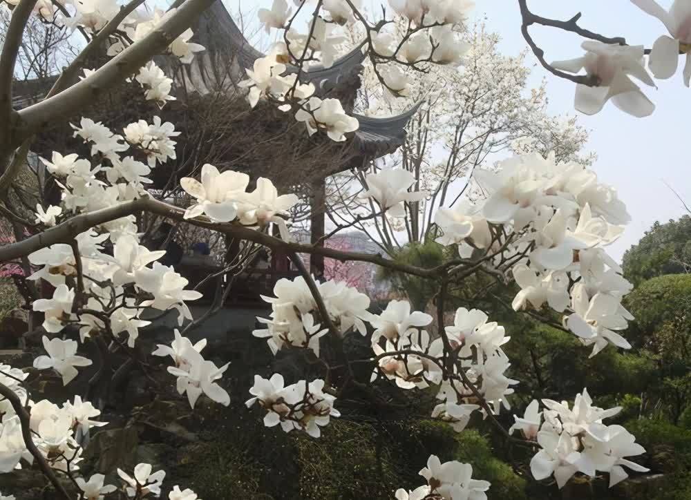 进入3月植树忙,有空地就种“4种树”,能看能吃,越大价值越高