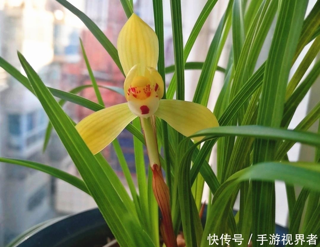 通哥|兰花夏季要断水,学会这样浇水,根系健壮,叶子绿油