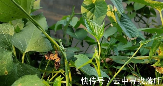 红薯叶煮鸡蛋|红薯叶煮鸡蛋,作用实在是太厉害了,省钱又实用,很多人都不知道!