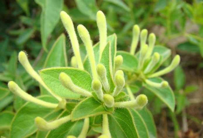 好处|金银花泡水好处多,以下3类人最好不要喝,避免对身体造成伤害