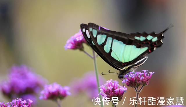 高手|低调不炫耀，有真才实学的三星座，谦虚又谨慎的人，通常是高手