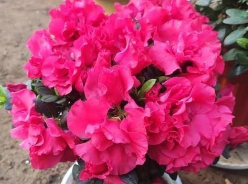 爆盆|4种花适合夏天养,开花爆盆花期长,家里财运亨通,旺运一整年