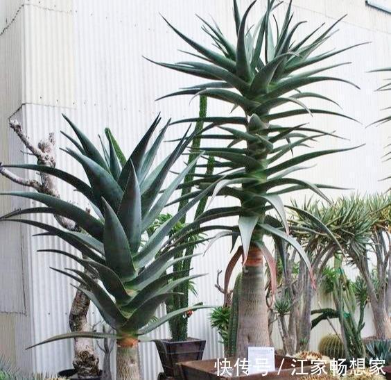 芦荟也能养成“老树桩”,枝干比人高,做菜美容用一年