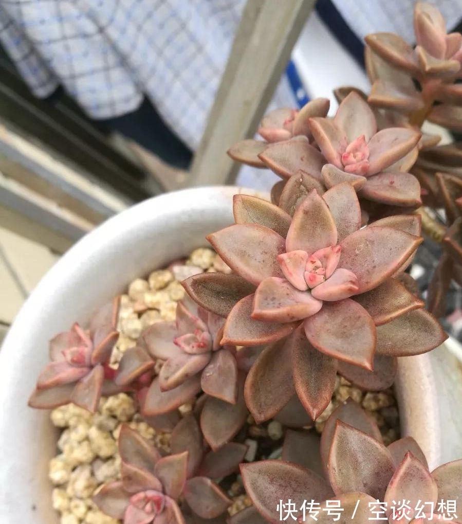 姬胧月好养活,叶子插入土里会生根,后期管理要注意这些