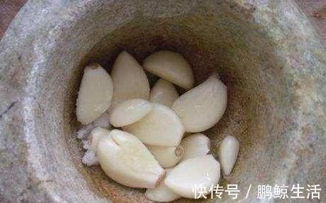 用大蒜养花,长得快不烂根、20年不长虫叶子绿油油!花开长势旺盛