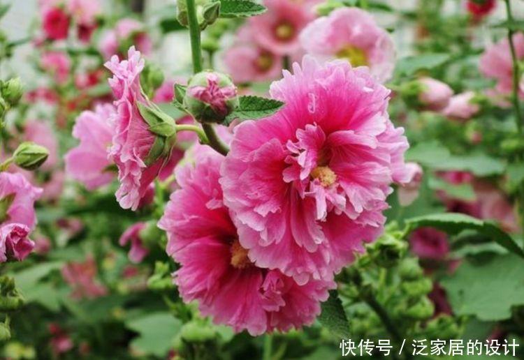 几款花卉,花大色艳,好养易爆盆,养在客厅美极了