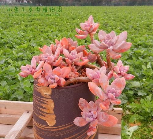 3种多肉，高端大气上档次，容易长成悬崖桩，养护简单色彩艳