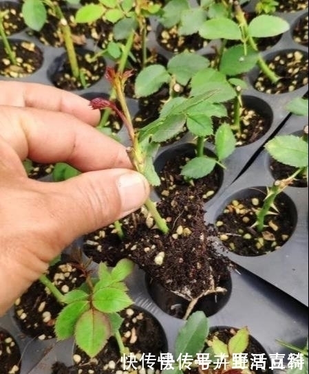 生根液|扦插月季老是死教你3个小方法,枝条炸出大白根,插一根活一根