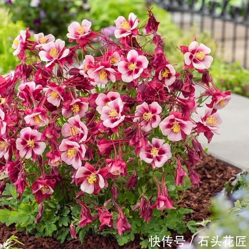 仙气|名字叫做“耧斗菜”,花朵却又“仙气飘飘”,今年的网红花