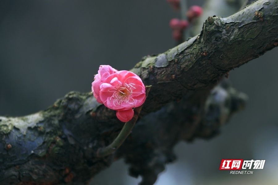 植物园|梅花盛放，湖南省植物园“冬之韵”赏花季来了