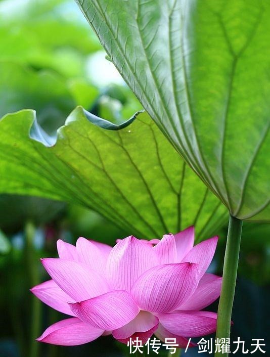 充满正能量的人生哲理语录,精辟透彻,让人幡然醒悟!