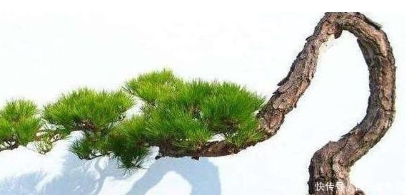 树桩盆景快速成型的方法，全在这里了！