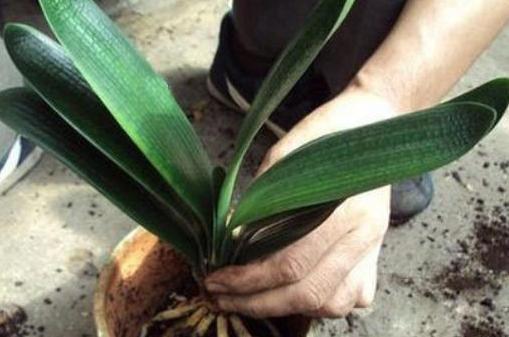 叶子|养殖君子兰该如何补充养分3种东西,让它嗖嗖地开花、疯长