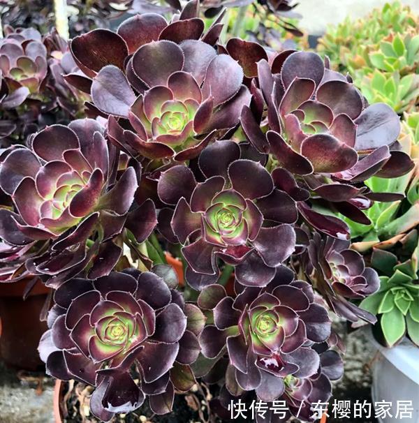 法师|多肉黑法师如何通过砍头一变多