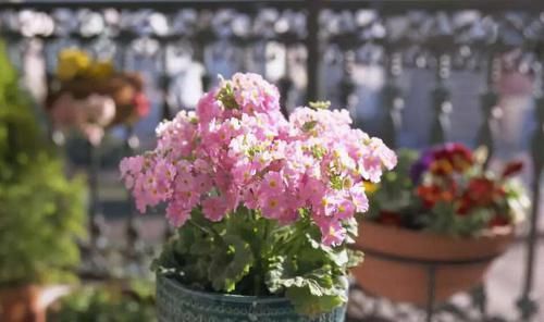 用20年的养花经验告诉你：做到此5点，盆栽植物再不会出问题