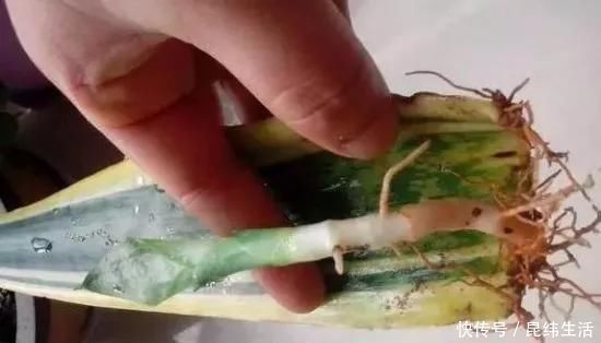 养花|养花爱好者看过来这15种花现在“扦插”,生根快,一个周就长芽