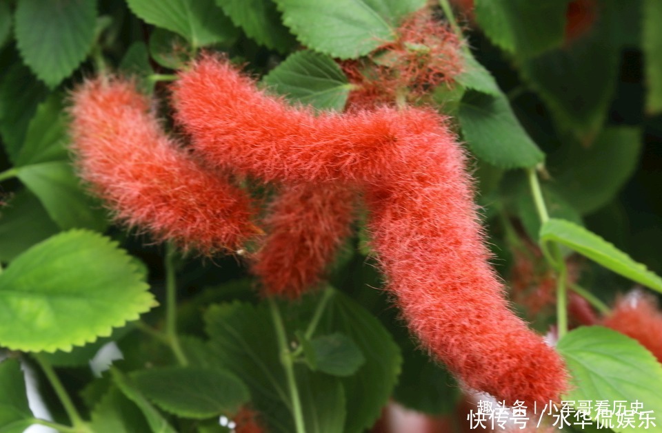 此花可促进儿童生长,红绿相间,十分的出彩,有着大吉大利的寓意