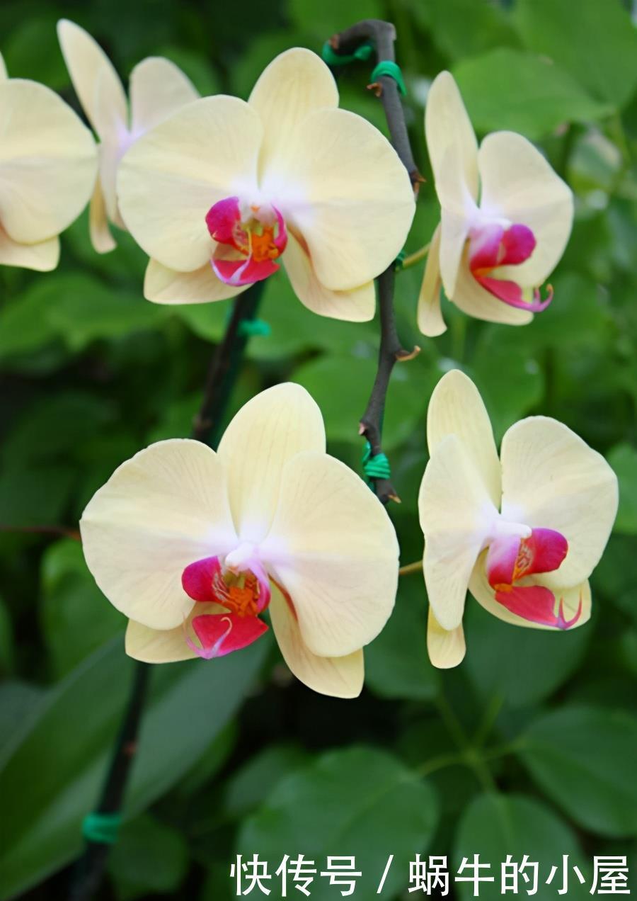 5种公认不好养的植物,为什么?