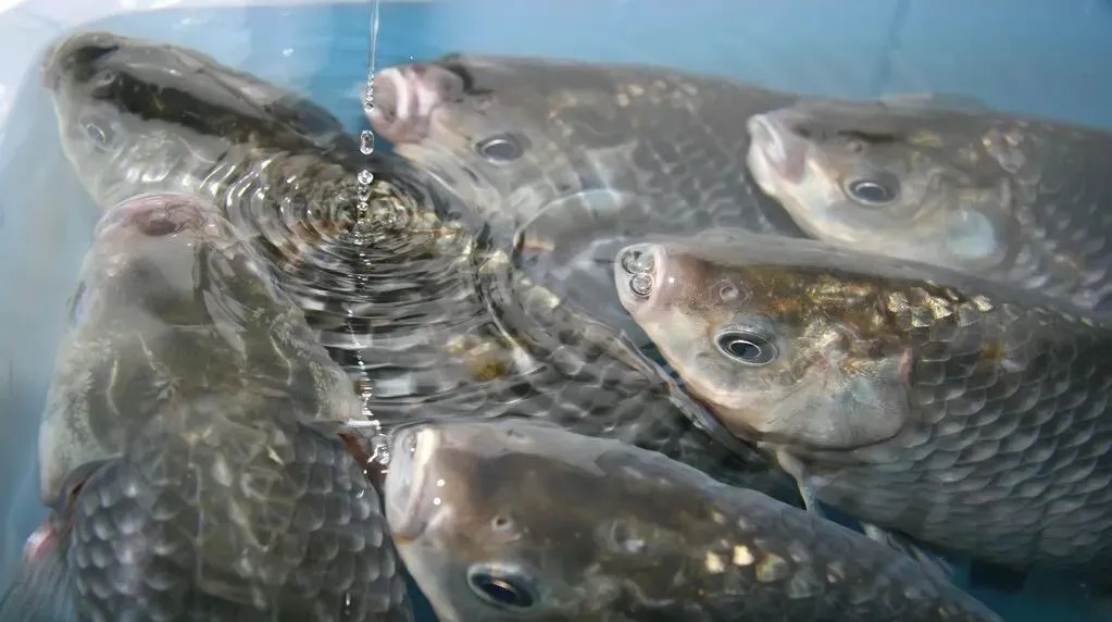 冬至后野钓鲫鱼,老渔民吐露真相,你能否找到鱼决定了能否钓到鱼