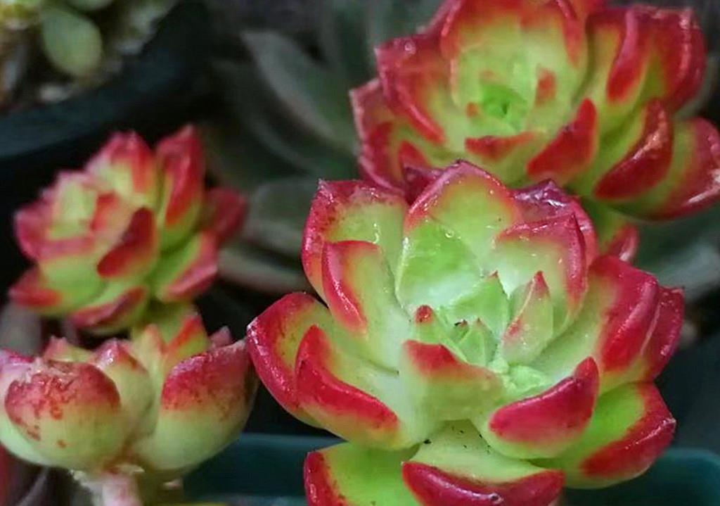 小美|买回家时还是小美肉,养不久就变成了小丑肉?从这些方面找找原因