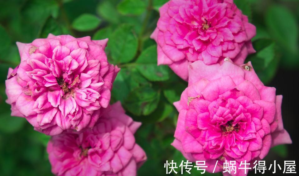 微型玫瑰|好看的微型月季总是养不活,问题出在哪,一起来看看吧