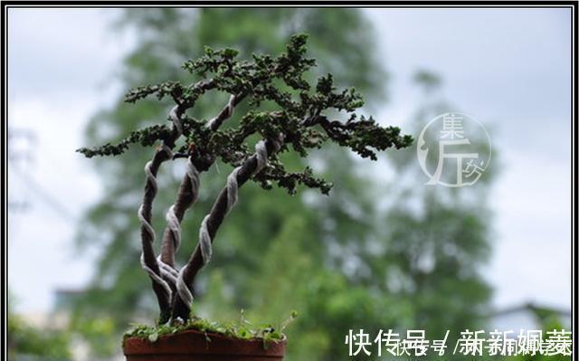 石化|绿海听涛,“桧柏化石”石化桧盆景的养护与创作