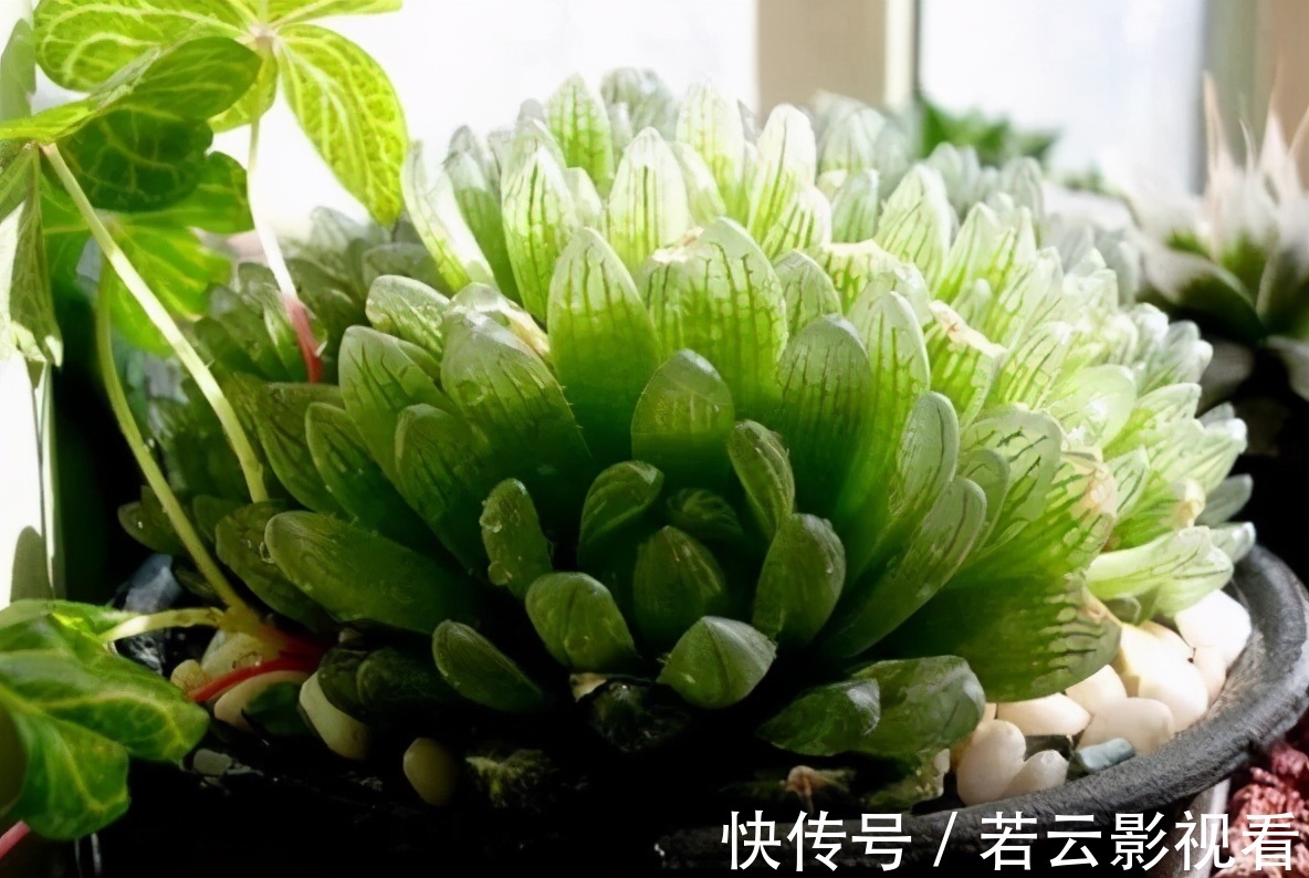 晶莹剔透|漂亮的多肉玉露是怎么养出来的？春天把握住这几点，叶片晶莹剔透