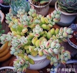 普货|公认漂亮好养的10种普货多肉,紫乐上榜桃蛋失冠,排在第一竟是它