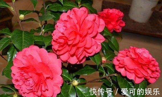 冬季扦插2种花，剪个枝插盆里，学会此样做，来年长势凶