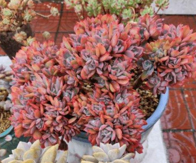 6种经典的普货多肉,新手也能养出好状态,冬天越晒叶片越美