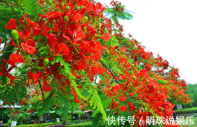 思念|此花是红色的离别和思念,是夏日的悲伤,却是很美的花