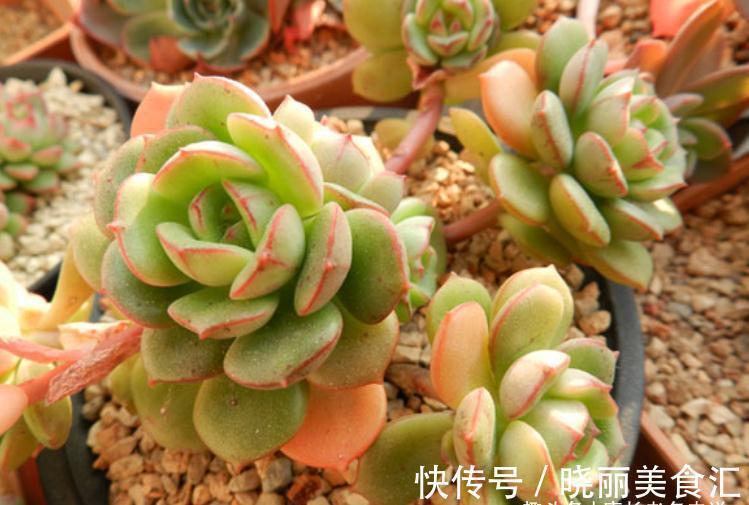 叶有红边且状若玫瑰,它就是多肉艾格尼斯玫瑰,爱它现在就买它!