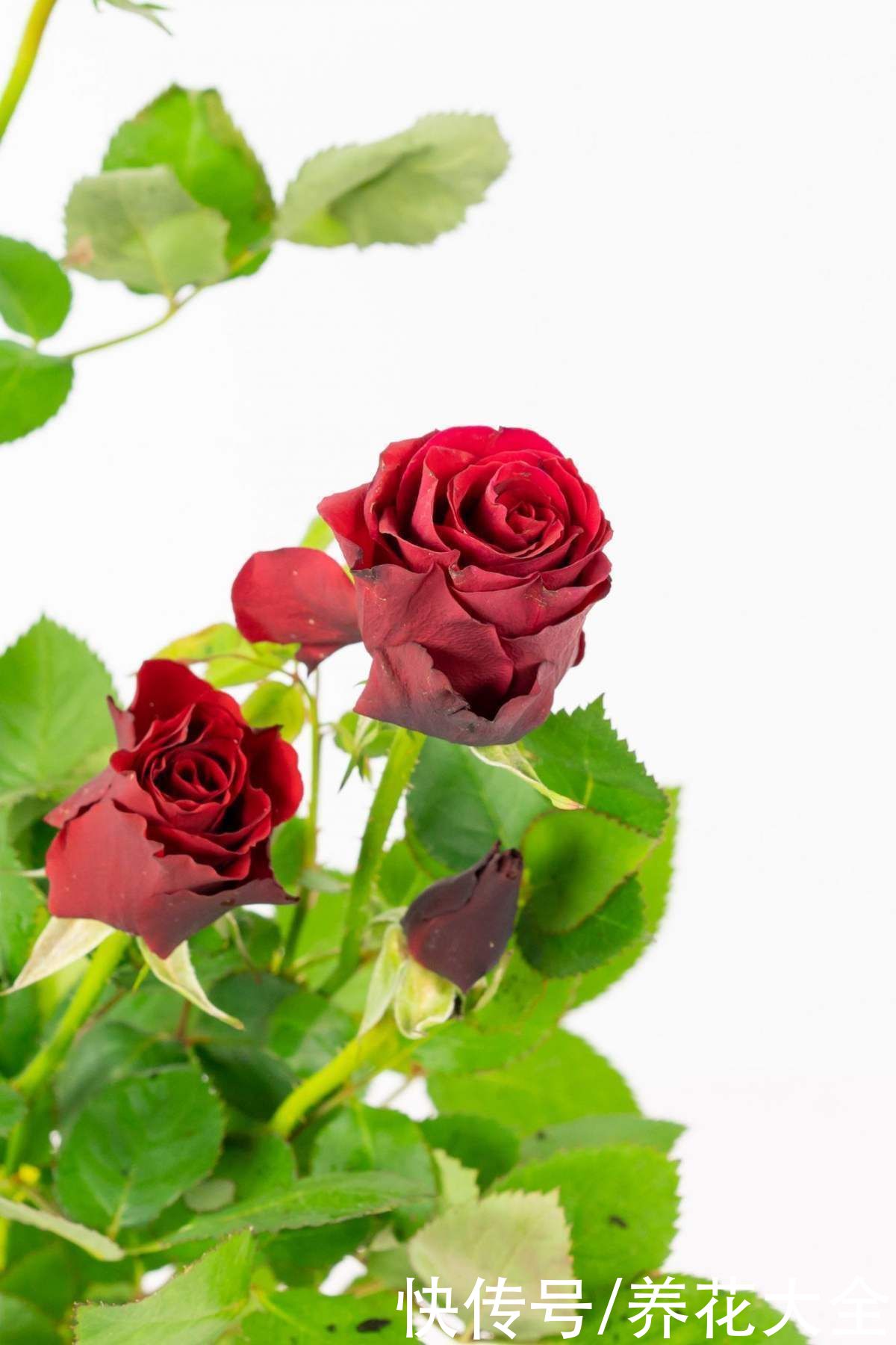 黄叶|家里通风差,不要养这3种花,黄叶招虫很麻烦