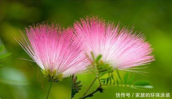 修剪|合欢花花语这么美好,好看又好养,值得拥有