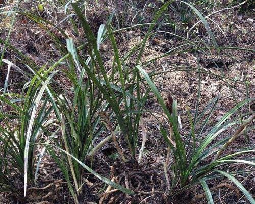 国宝|如果下乡遇到这种野草，那你就赚大了，它是国宝一棵好几万