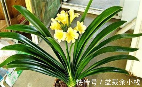 养花试试这几款,叶片美观,放在室内还能吸附空气中的灰尘