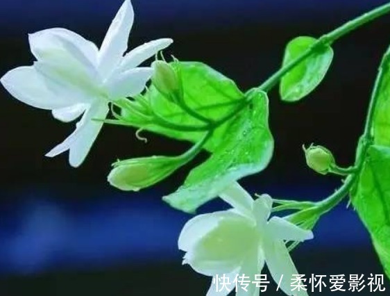 伽蓝菜|睡眠不好?试试养以下4种花,卧室放一盆,放松安神睡的香