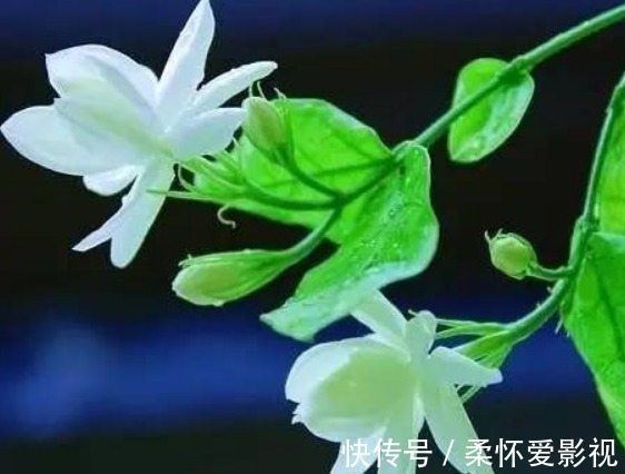 伽蓝菜|睡眠不好？试试养以下4种花，卧室放一盆，放松安神睡的香