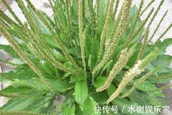 口腔疾病|一味车前草,养生大功效,用车前草泡水喝,4大作用你了解多少