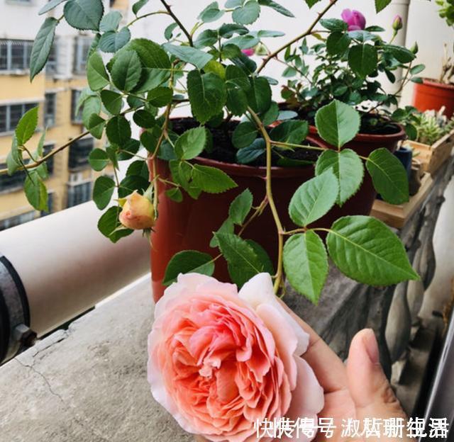 月季花|月季有个“生长开关”，将它打开，花朵数量“多1倍”，要学