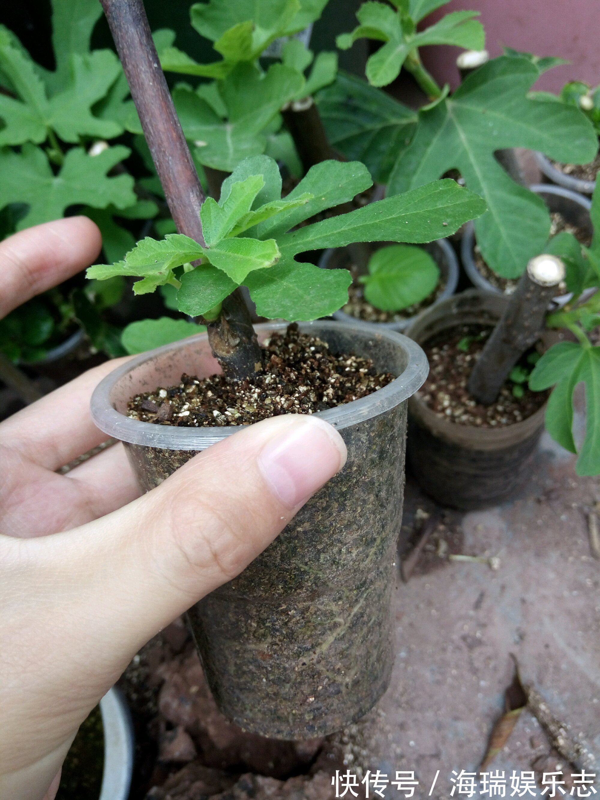 无花果|无花果扦插不生根关小黑屋几天,小白根冒不停