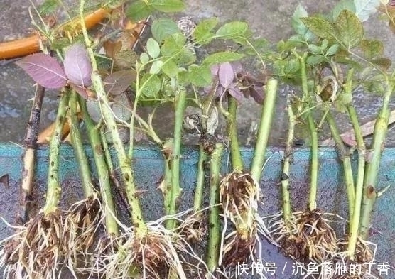 生根剂不用买,用家家都有的“小东西”,2分钟就能制出来