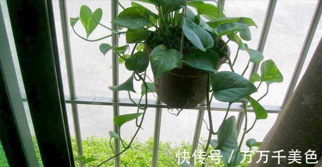花卉|入秋后,这些花要早点进行翻盆换土的工作,才能叶绿根壮长势旺