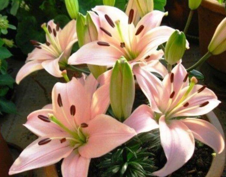 养花试试此几款,全年开花不停,花色鲜艳夺目,花朵美艳迷人