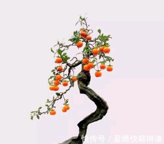 老桩|给金弹子盆景造型,几个问题要注意,你做对了吗?
