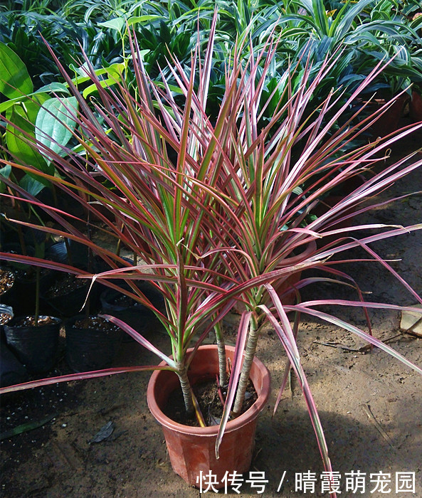 龙骨|5种“丑花”，寓意却大，富贵又威武，再丑也要养一盆