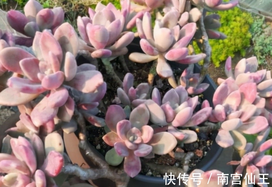 姬胧月|初冬养多肉,有这4款别急着往屋里搬,冻一冻,茎叶更肥美